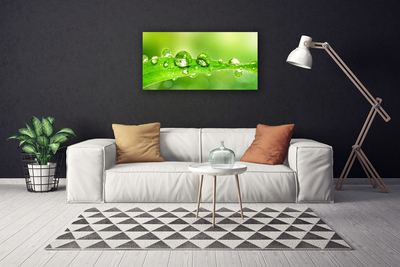 Quadro em tela Folhas Gotas Orvalho Planta