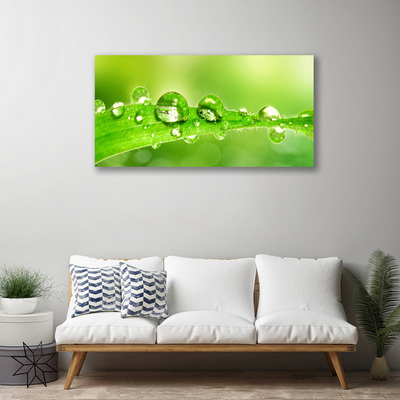 Quadro em tela Folhas Gotas Orvalho Planta