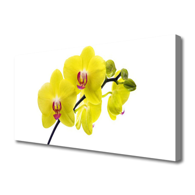 Quadro canvas Flores Planta Natureza