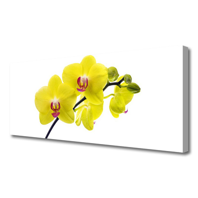 Quadro canvas Flores Planta Natureza