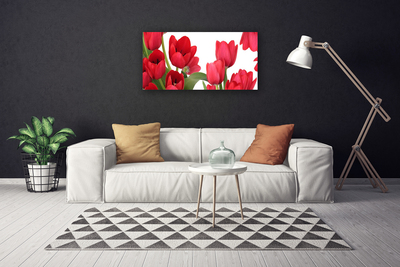 Quadro canvas Tulipas Flores Planta