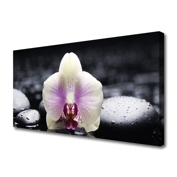 Quadro em tela Planta de orquídea flor