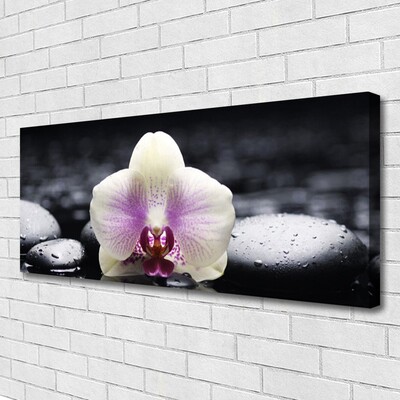 Quadro em tela Planta de orquídea flor