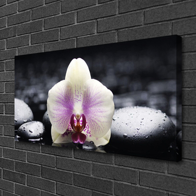 Quadro em tela Planta de orquídea flor