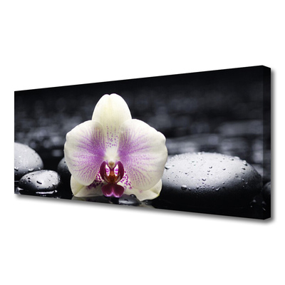 Quadro em tela Planta de orquídea flor