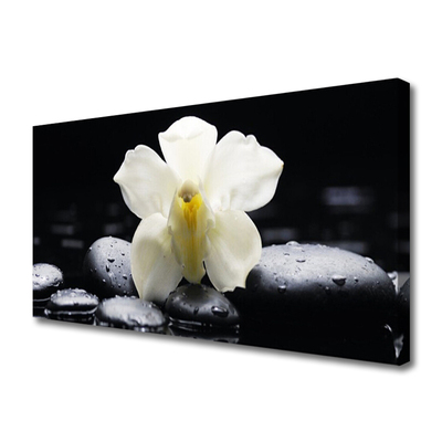 Quadro canvas Planta de orquídea flor
