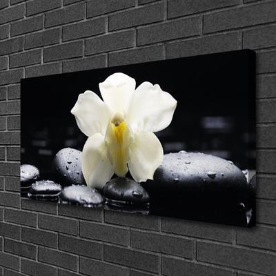 Quadro canvas Planta de orquídea flor