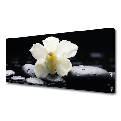 Quadro canvas Planta de orquídea flor