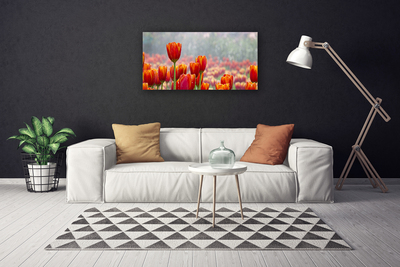 Quadro canvas Tulipas Flores Planta