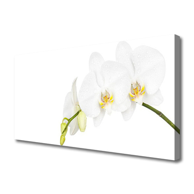 Quadro canvas Flores Planta Natureza