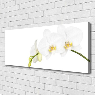 Quadro canvas Flores Planta Natureza
