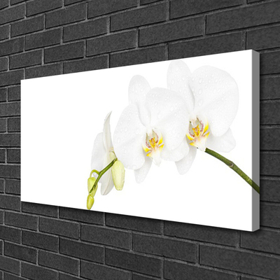 Quadro canvas Flores Planta Natureza