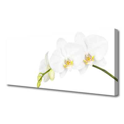 Quadro canvas Flores Planta Natureza