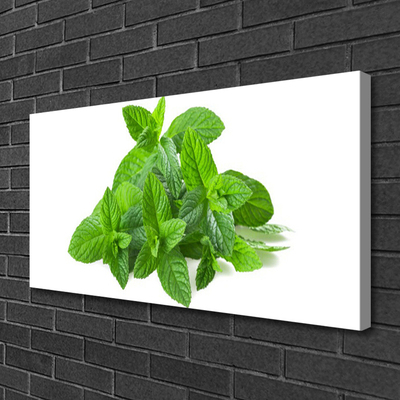 Quadro canvas Planta de Hortelã Natureza
