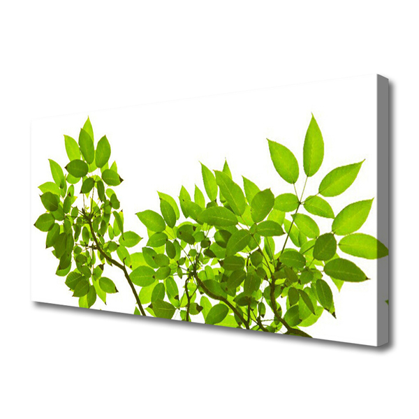 Quadro canvas Ramo Folhas Planta Natureza