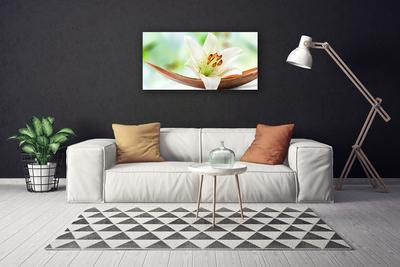 Quadro em tela Flor Planta Natureza