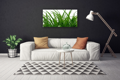 Quadro canvas Natureza da planta grama
