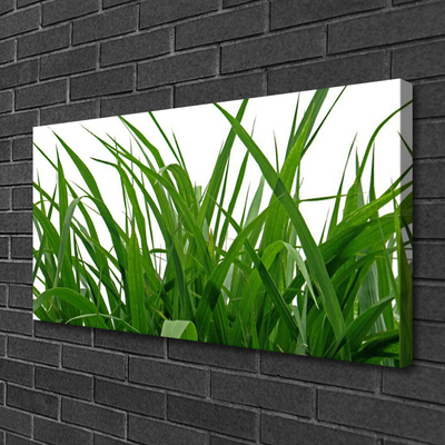 Quadro canvas Natureza da planta grama