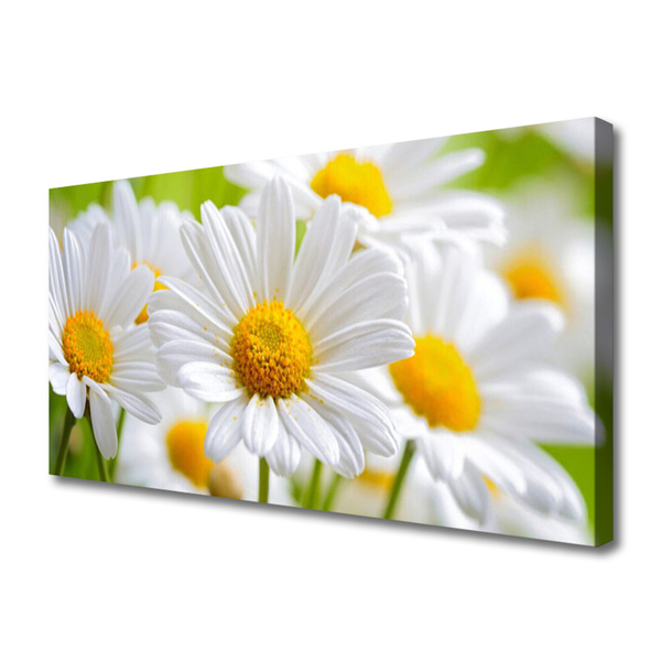 Quadro canvas Margaridas Planta Natureza