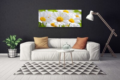Quadro canvas Margaridas Planta Natureza