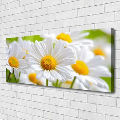 Quadro canvas Margaridas Planta Natureza