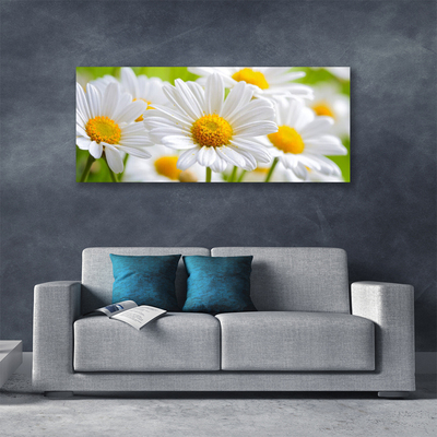 Quadro canvas Margaridas Planta Natureza