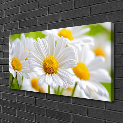 Quadro canvas Margaridas Planta Natureza