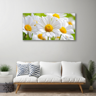 Quadro canvas Margaridas Planta Natureza