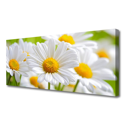 Quadro canvas Margaridas Planta Natureza