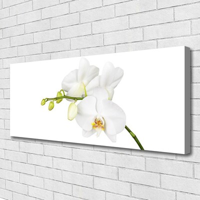 Quadro canvas Flores de orquídeas Natureza
