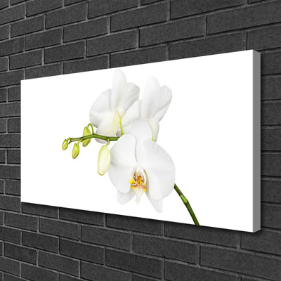 Quadro canvas Flores de orquídeas Natureza