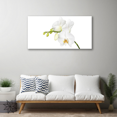 Quadro canvas Flores de orquídeas Natureza