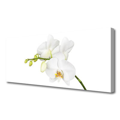 Quadro canvas Flores de orquídeas Natureza