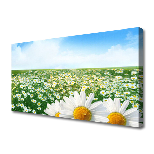 Quadro canvas Margaridas Flores Prado Campo