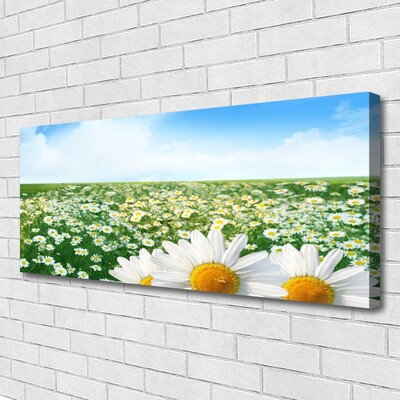 Quadro canvas Margaridas Flores Prado Campo