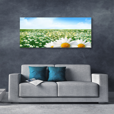 Quadro canvas Margaridas Flores Prado Campo