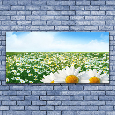 Quadro canvas Margaridas Flores Prado Campo