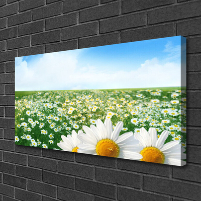 Quadro canvas Margaridas Flores Prado Campo