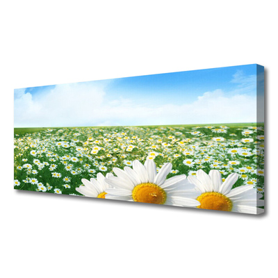 Quadro canvas Margaridas Flores Prado Campo