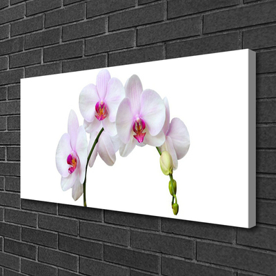 Quadro em tela Orquídea Flores de Orquídea