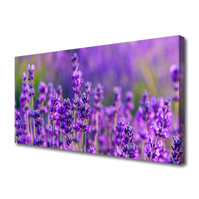 Quadro em tela Campo de lavanda roxa