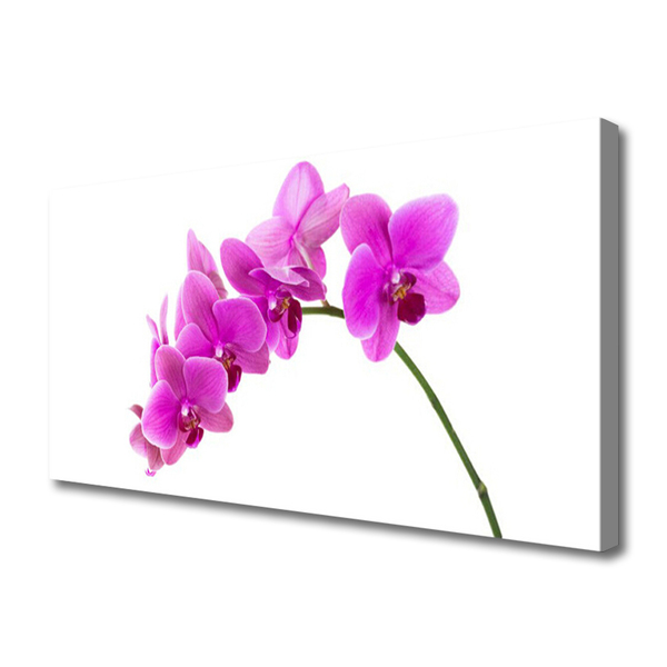 Quadro canvas Flor de orquídea Orquídea