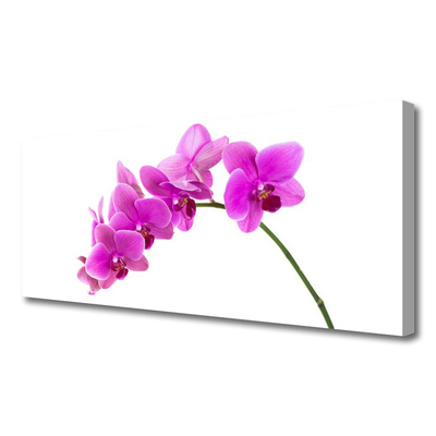 Quadro canvas Flor de orquídea Orquídea
