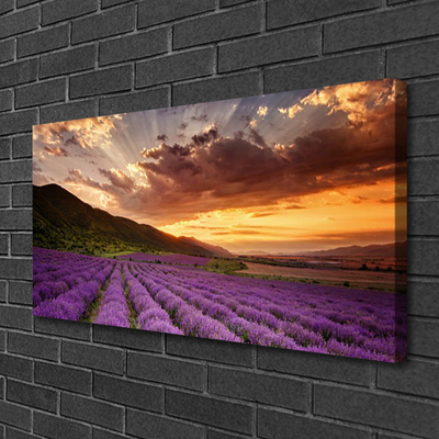 Quadro em tela Pôr do sol no campo de lavanda