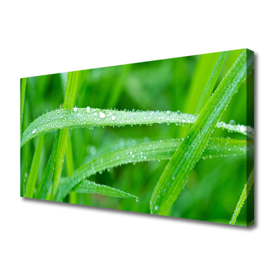 Quadro canvas Folhas Gotas de Orvalho Natureza