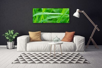 Quadro canvas Folhas Gotas de Orvalho Natureza