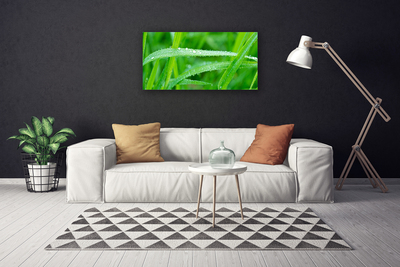 Quadro canvas Folhas Gotas de Orvalho Natureza