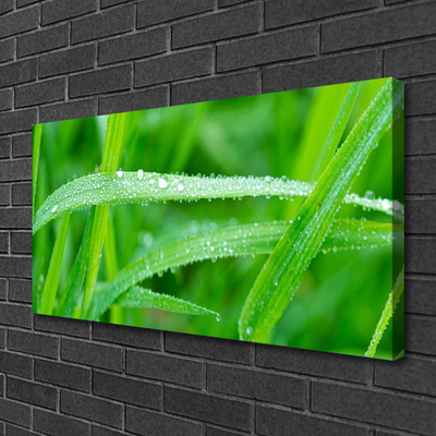 Quadro canvas Folhas Gotas de Orvalho Natureza