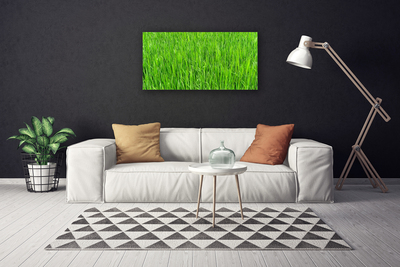 Quadro canvas Grama Verde Natureza Gramado