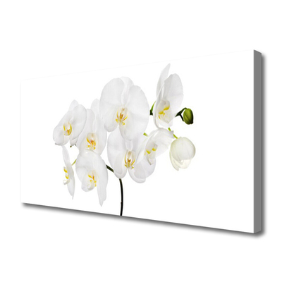 Quadro em tela Flores de orquídea branca